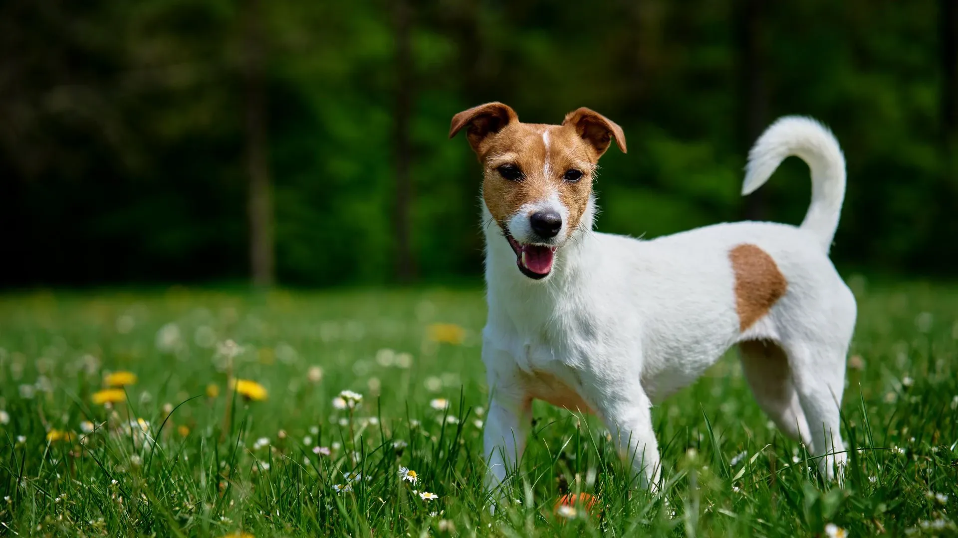 Jack Russell Terrier